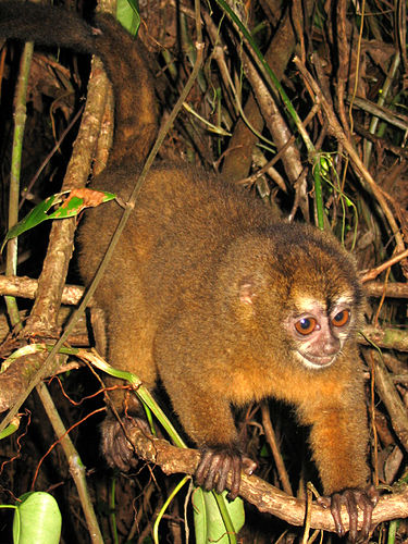 Panamanian night monkey